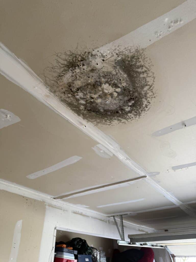 MOLD Resident